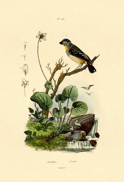 Spotted Pardalote by French School